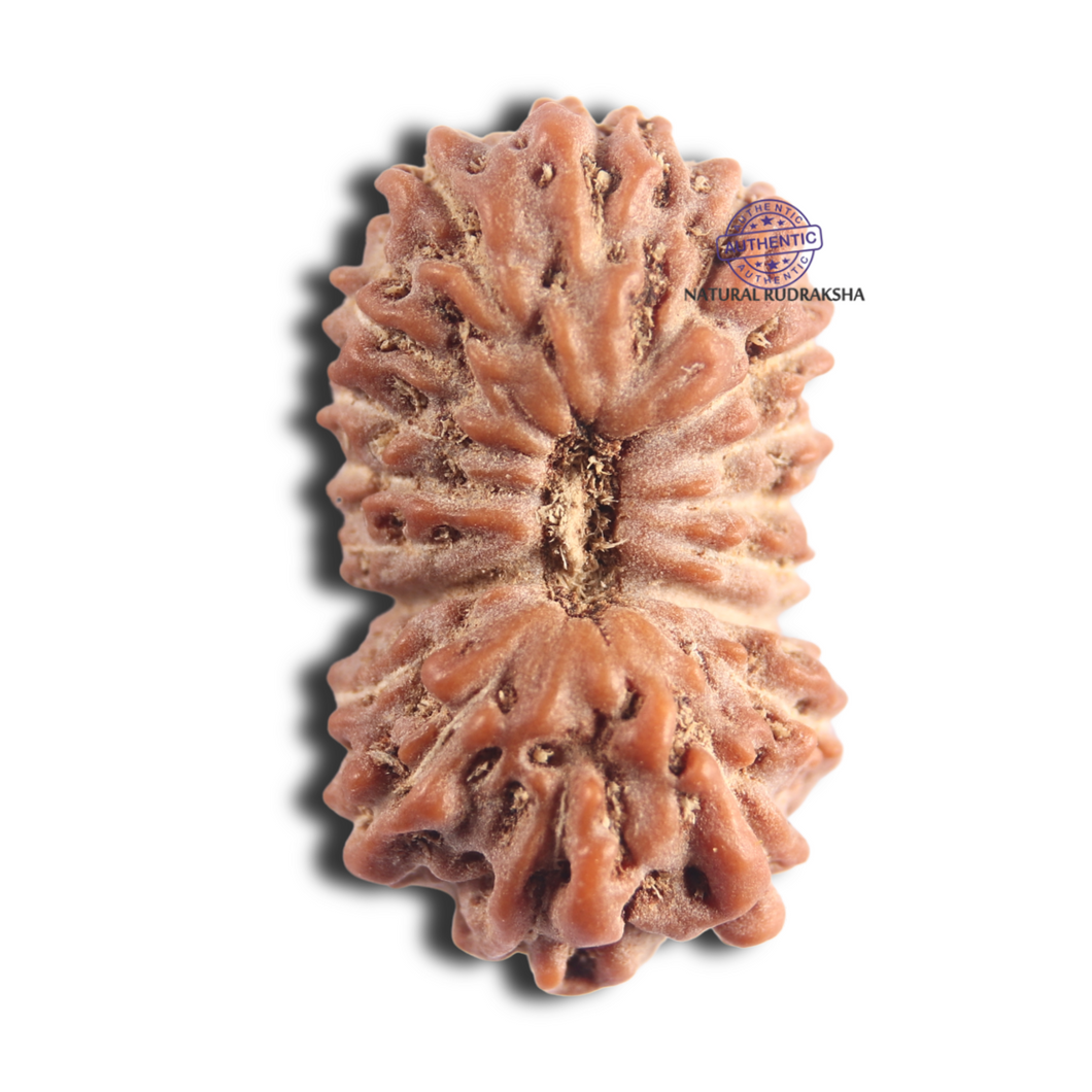 18 Mukhi Rudraksha from Indonesia - Bead No. 96
