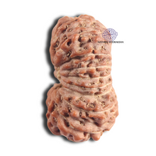 Load image into Gallery viewer, 18 Mukhi Rudraksha from Indonesia - Bead No. 96
