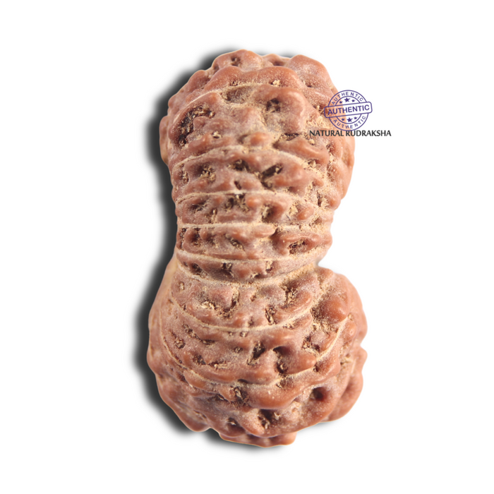 18 Mukhi Rudraksha from Indonesia - Bead No. 96