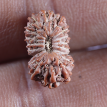 Load image into Gallery viewer, 18 Mukhi Rudraksha from Indonesia - Bead No. 96
