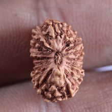 Load image into Gallery viewer, 18 Mukhi Rudraksha from Indonesia - Bead No. 76

