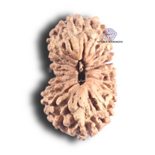 Load image into Gallery viewer, 18 Mukhi Rudraksha from Indonesia - Bead No. 102
