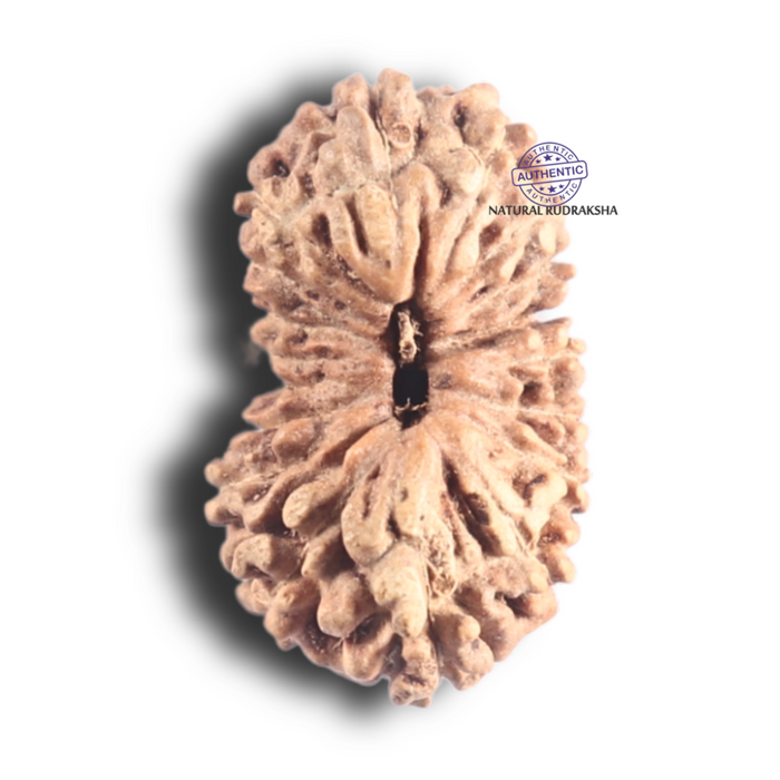 18 Mukhi Rudraksha from Indonesia - Bead No. 102