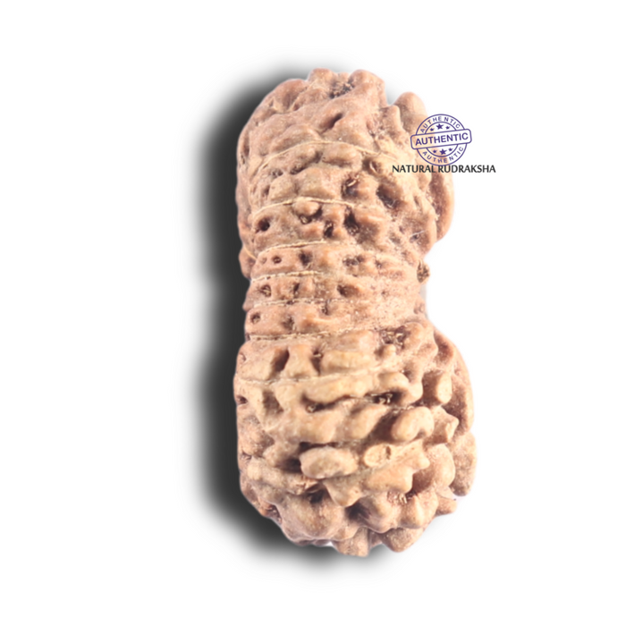 18 Mukhi Rudraksha from Indonesia - Bead No. 102