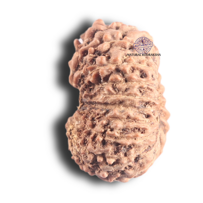 18 Mukhi Rudraksha from Indonesia - Bead No. 89