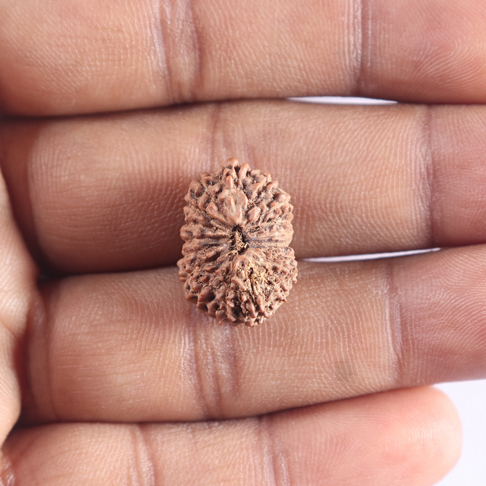 18 Mukhi Rudraksha from Indonesia - Bead No. 89