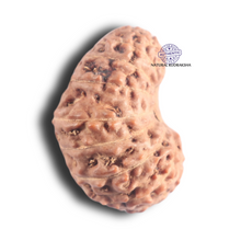 Load image into Gallery viewer, 18 Mukhi Rudraksha from Indonesia - Bead No. 83
