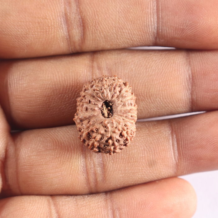 18 Mukhi Rudraksha from Indonesia - Bead No. 83