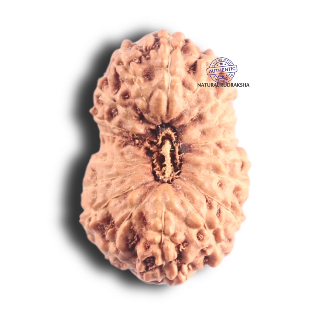 18 Mukhi Rudraksha from Indonesia - Bead No. 88