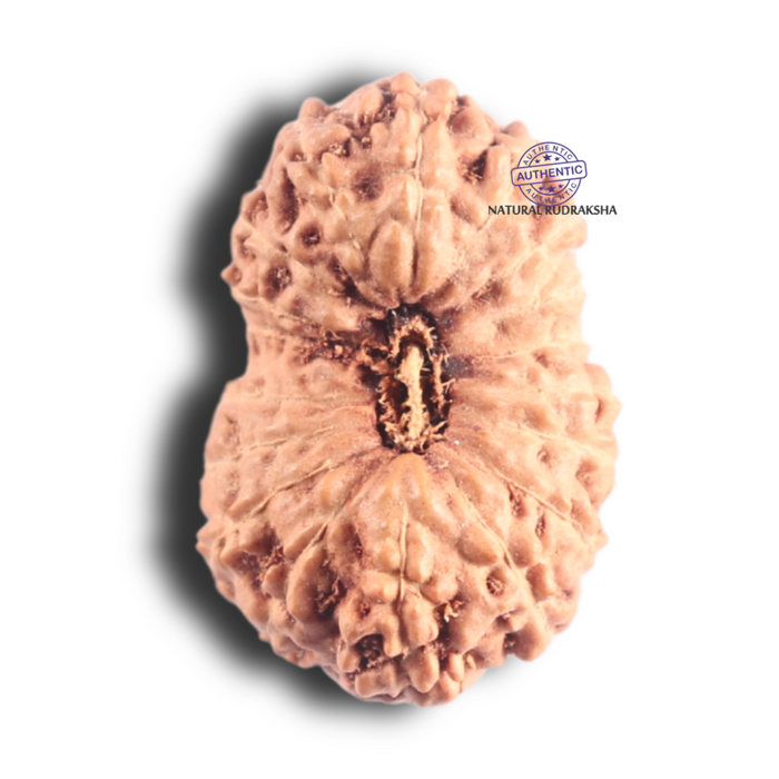 18 Mukhi Rudraksha from Indonesia - Bead No. 88