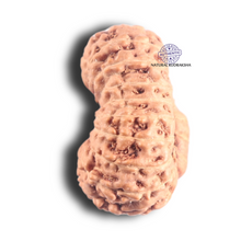 Load image into Gallery viewer, 18 Mukhi Rudraksha from Indonesia - Bead No. 88
