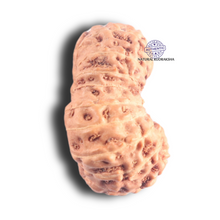 Load image into Gallery viewer, 18 Mukhi Rudraksha from Indonesia - Bead No. 88
