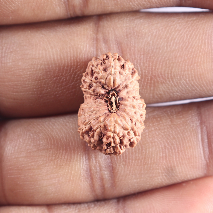 18 Mukhi Rudraksha from Indonesia - Bead No. 88