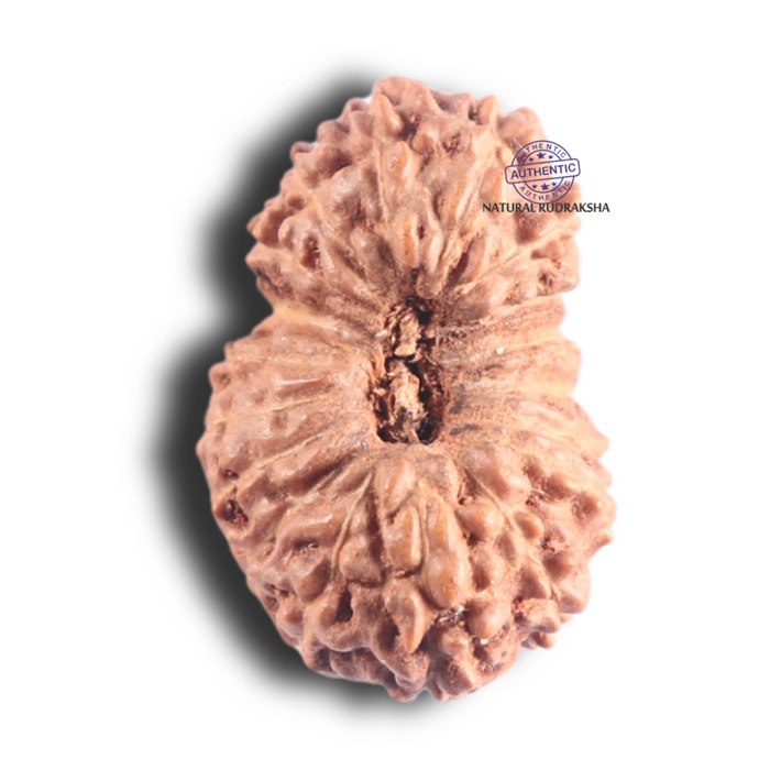 18 Mukhi Rudraksha from Indonesia - Bead No. 90