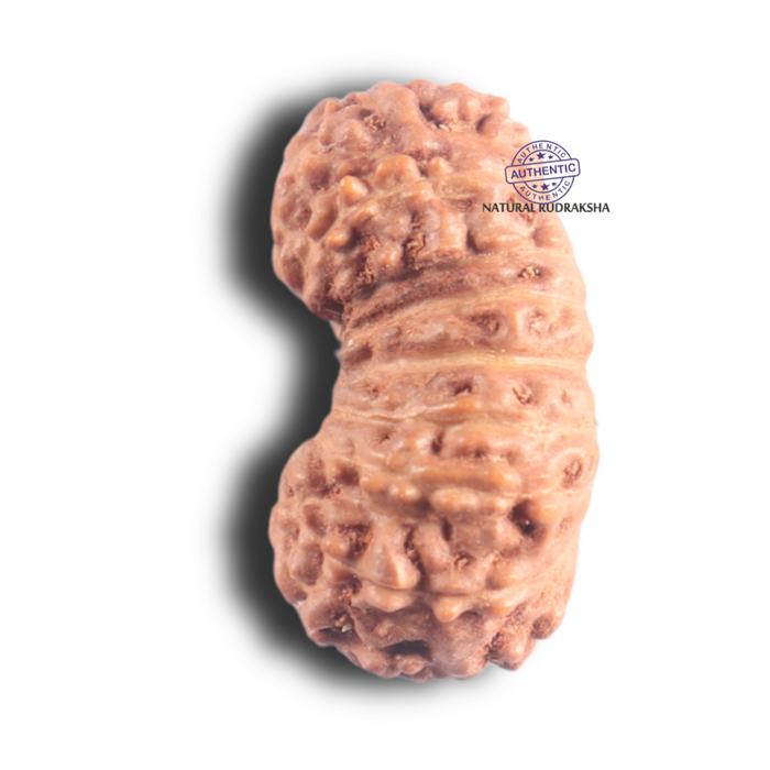 18 Mukhi Rudraksha from Indonesia - Bead No. 90