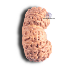 Load image into Gallery viewer, 18 Mukhi Rudraksha from Indonesia - Bead No. 90
