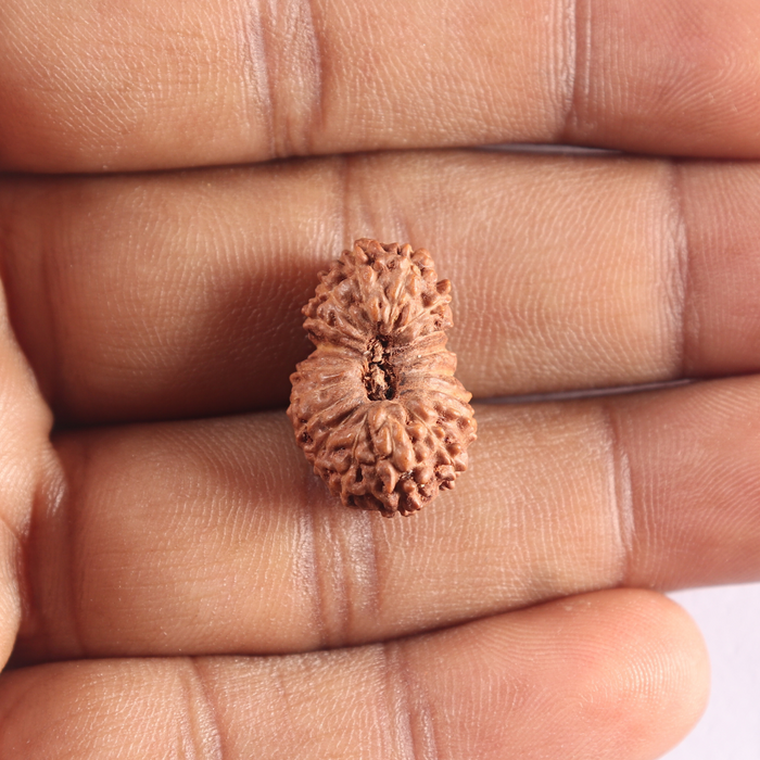 18 Mukhi Rudraksha from Indonesia - Bead No. 90