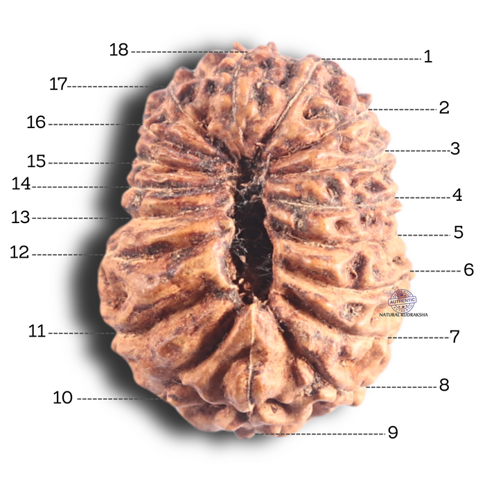 18 Mukhi Rudraksha from Indonesia - Bead No. 86