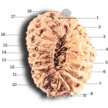 Load image into Gallery viewer, 18 Mukhi Rudraksha from Indonesia - Bead No. 82
