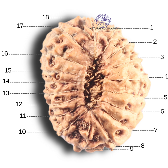 18 Mukhi Rudraksha from Indonesia - Bead No. 82