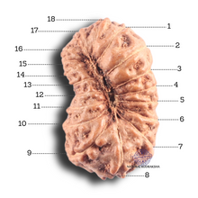 Load image into Gallery viewer, 18 Mukhi Rudraksha from Indonesia - Bead No 6
