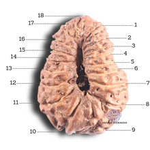 Load image into Gallery viewer, 18 Mukhi Rudraksha from Indonesia - Bead No. 172
