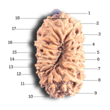 Load image into Gallery viewer, 18 Mukhi Rudraksha from Indonesia - Bead No. 87
