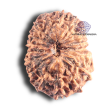 Load image into Gallery viewer, 18 Mukhi Rudraksha from Indonesia - Bead No. 86
