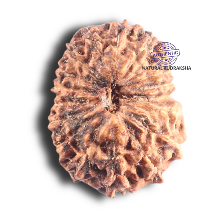 18 Mukhi Rudraksha from Indonesia - Bead No. 86