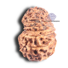 Load image into Gallery viewer, 18 Mukhi Rudraksha from Indonesia - Bead No. 86
