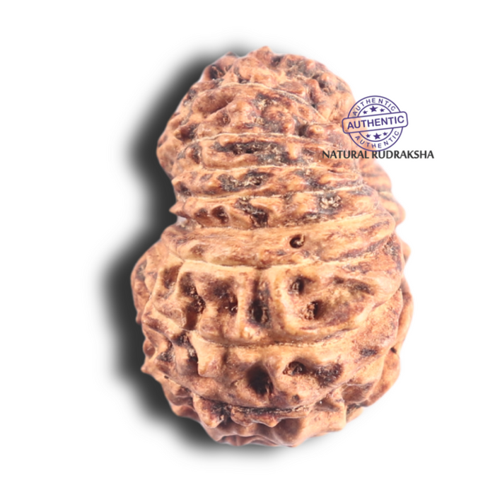 18 Mukhi Rudraksha from Indonesia - Bead No. 86