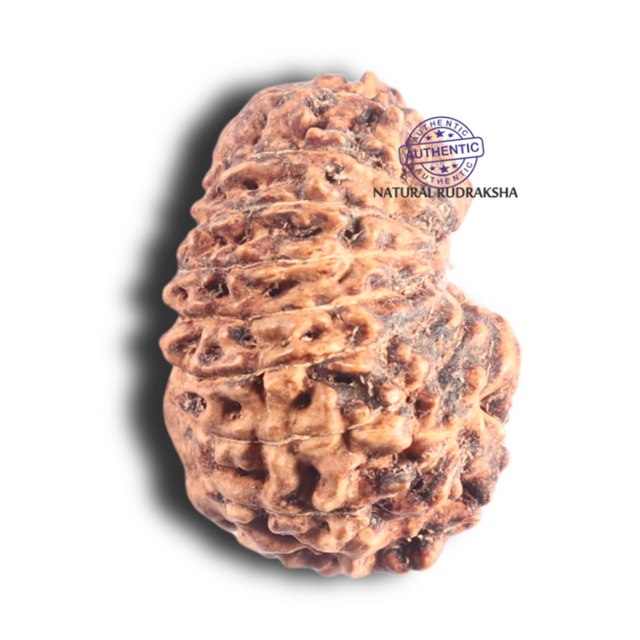 18 Mukhi Rudraksha from Indonesia - Bead No. 86