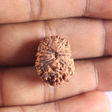 Load image into Gallery viewer, 18 Mukhi Rudraksha from Indonesia - Bead No. 86
