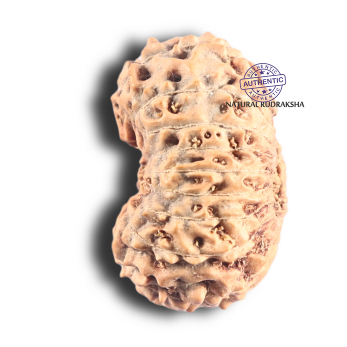 18 Mukhi Rudraksha from Indonesia - Bead No. 82