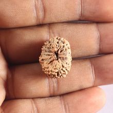 Load image into Gallery viewer, 18 Mukhi Rudraksha from Indonesia - Bead No. 82
