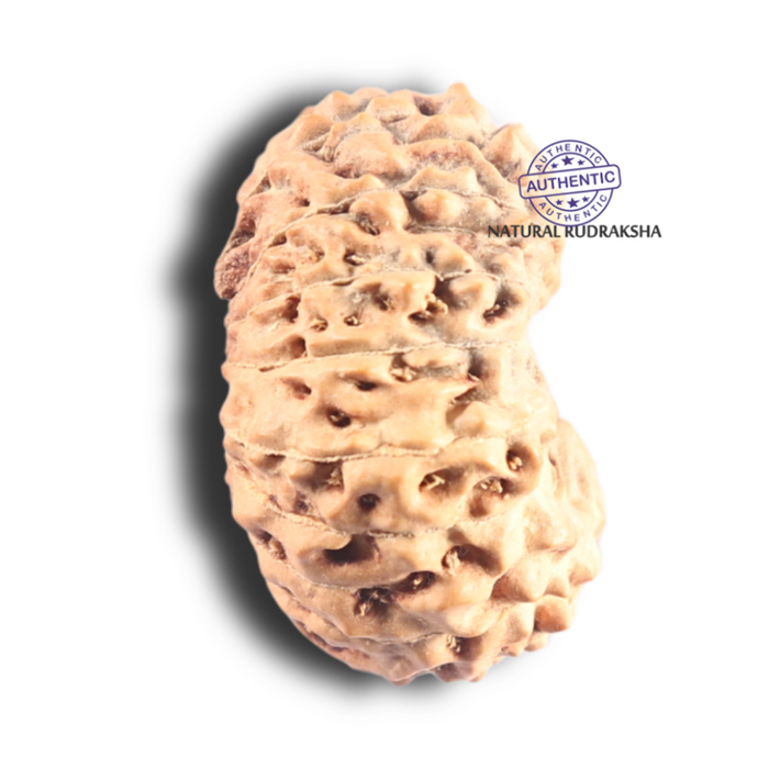 18 Mukhi Rudraksha from Indonesia - Bead No. 82