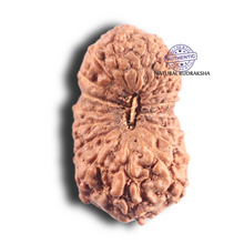 Load image into Gallery viewer, 18 Mukhi Rudraksha from Indonesia - Bead No 6
