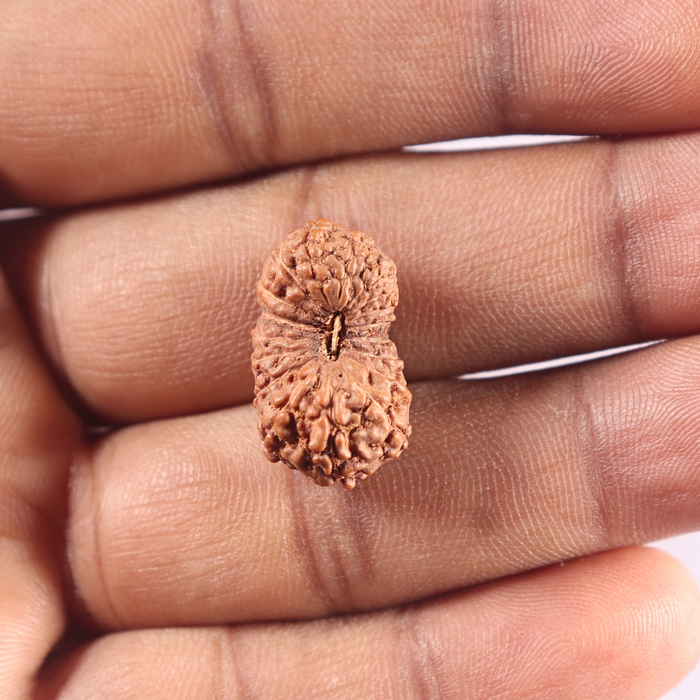 18 Mukhi Rudraksha from Indonesia - Bead No 6