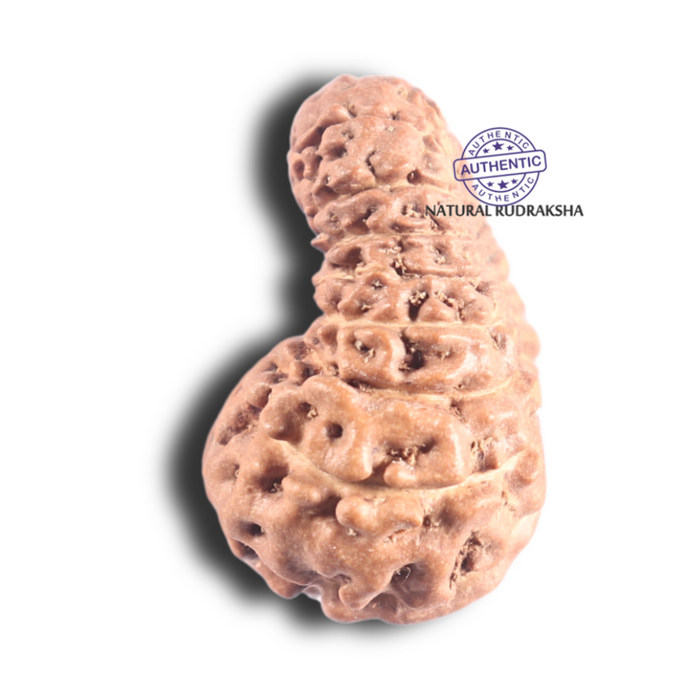 18 Mukhi Rudraksha from Indonesia - Bead No. 172