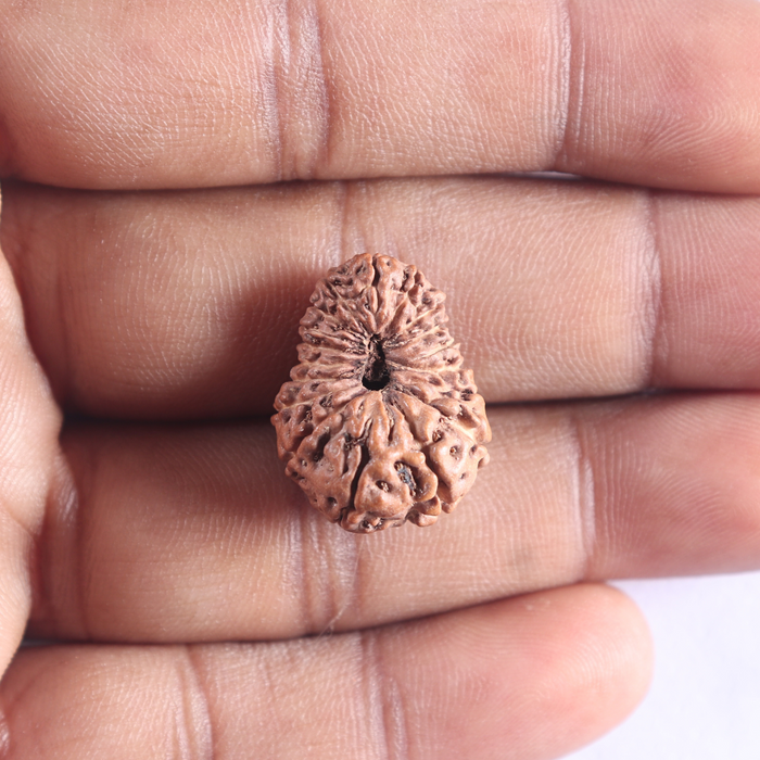 18 Mukhi Rudraksha from Indonesia - Bead No. 172