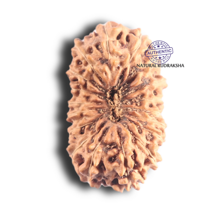 18 Mukhi Rudraksha from Indonesia - Bead No. 87
