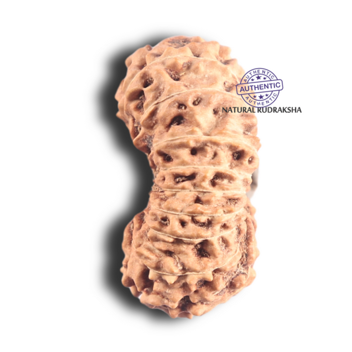 18 Mukhi Rudraksha from Indonesia - Bead No. 87