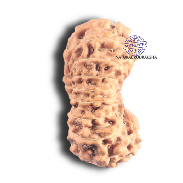 18 Mukhi Rudraksha from Indonesia - Bead No. 87