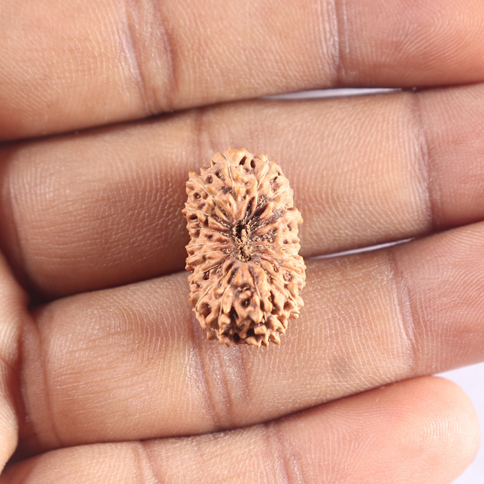 18 Mukhi Rudraksha from Indonesia - Bead No. 87
