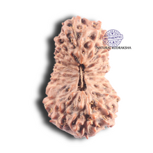 Load image into Gallery viewer, 18 Mukhi Rudraksha from Indonesia - Bead No. 52
