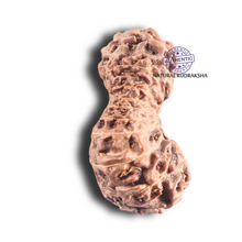 Load image into Gallery viewer, 18 Mukhi Rudraksha from Indonesia - Bead No. 52
