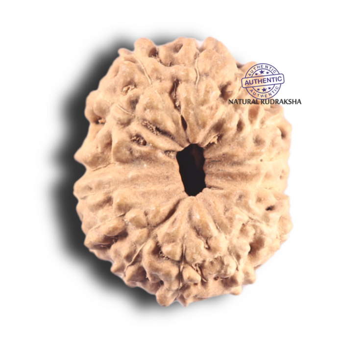 14 mukhi Indonesian Rudraksha -  Bead No. 80