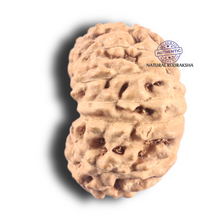 Load image into Gallery viewer, 14 mukhi Indonesian Rudraksha -  Bead No. 80
