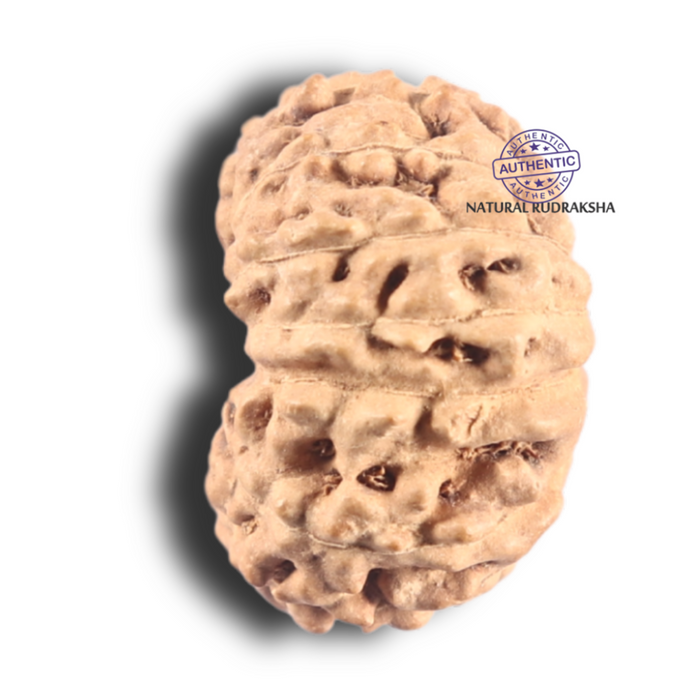 14 mukhi Indonesian Rudraksha -  Bead No. 80
