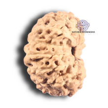 Load image into Gallery viewer, 14 mukhi Indonesian Rudraksha -  Bead No. 80
